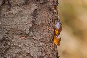 What Simoniz GlassCoat Covers